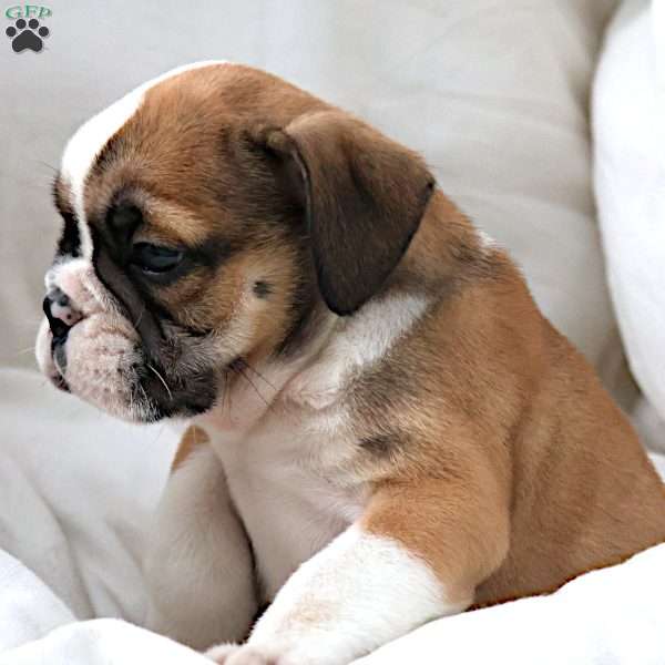 Janita, English Bulldog Puppy